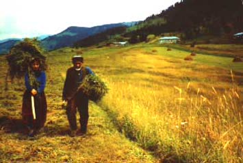 N.Kemal Topçu