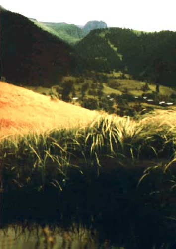 N.Kemal Topçu
