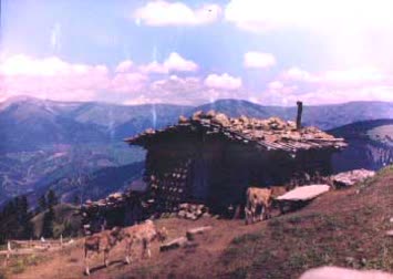 N.Kemal Topçu