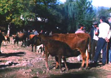 N.Kemal Topçu