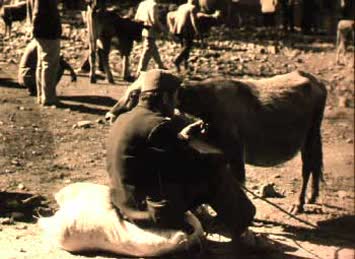 N.Kemal Topçu