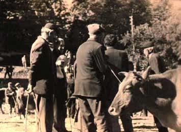 N.Kemal Topçu
