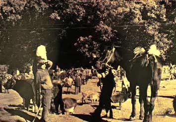 N.Kemal Topçu