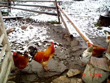 Vahit Çetin