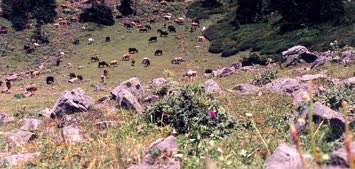 Yayla Çiçeği