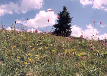 Yayla