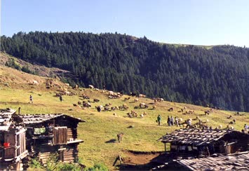 Yayla