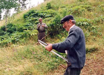 Çayırda