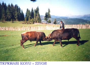 Suleyman Pehlevan