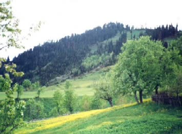 Suleyman Pehlevan