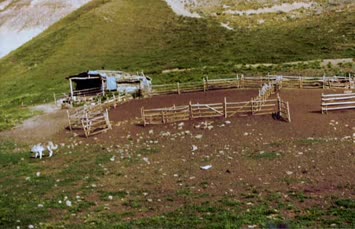 aşağki yayla alinin yaylası