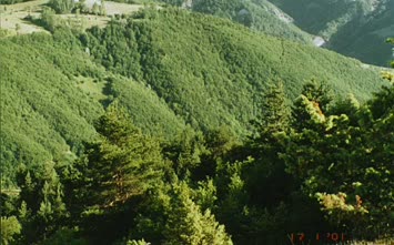 Sımak