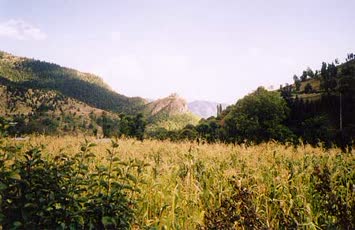 Nazım Keskin