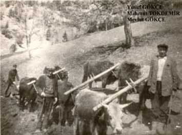 Özer Gökçe