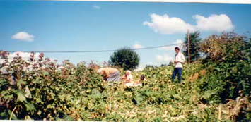 Hantuşet