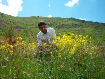 nurdal