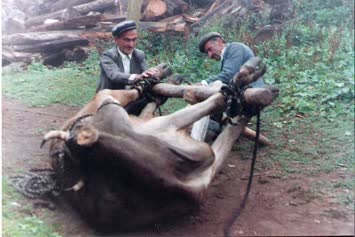 1995 a.koyunlu