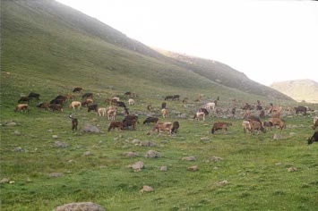 Saniye Demirci 