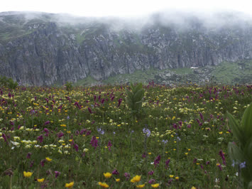 Çiçekler - Arsiyan