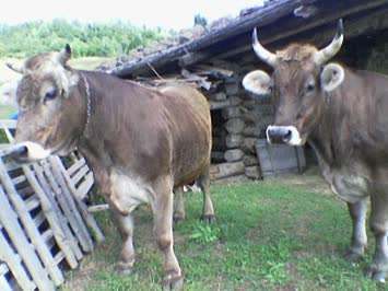 SALMAN-MARAŞ-1