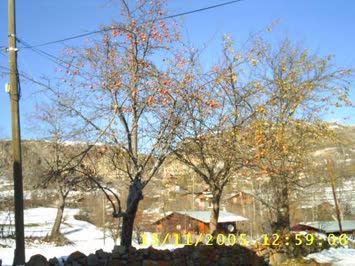 Nursal Bilgin