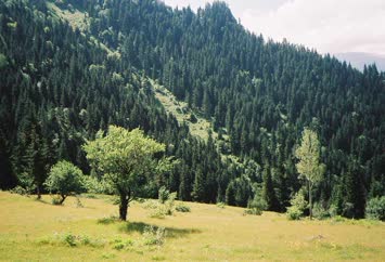 Süles