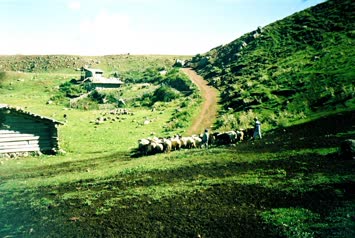 Kardeşler koyunları otarmaya götürüyorlar (Çağlar,Kerim)