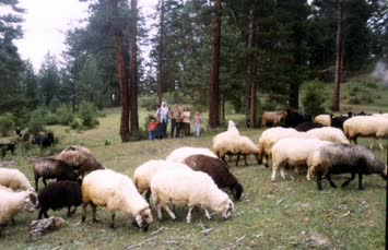 Yayla