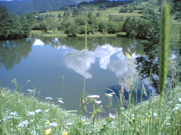 A.koyunlu