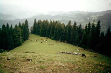 SABADUR YÖRESİ / DEMİRCİ