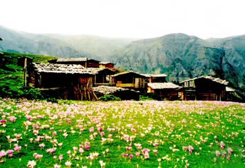 Napurnev Yaylası / Tepebaşı Köyü ve Agara (Bakırtaş-Çurkur) Mahllesi Yaylası