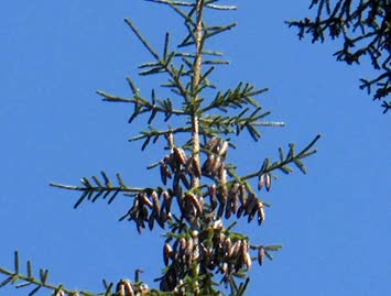 küçük meşede bir köknar(kayadibi)
