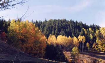 Zendeba