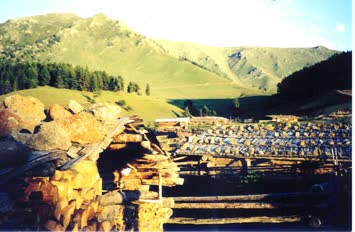 Zekinur Durmuş