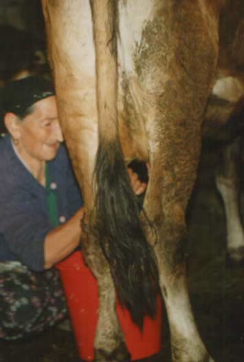 babaannem süt sagarken - Ağustos 2000