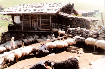 sules yaylası