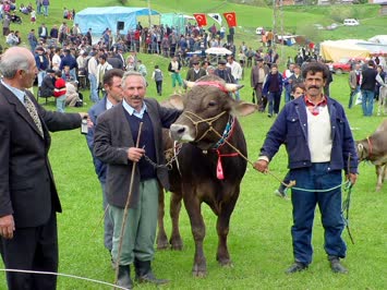 Pınarlı Festival - 2003 Boğa Ödülü