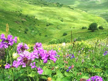 Yayla Cicekleri
