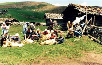 Şener Şavşatlı-Koyunlar kırkılıyor