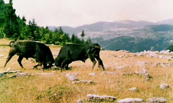 Boğa Güreşi Oba Köyü