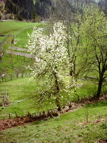 ÇİÇEKLİ AĞAÇ