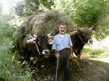 sülo ve öküzleri