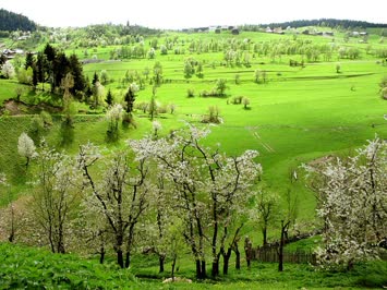 Baharda çiçekler