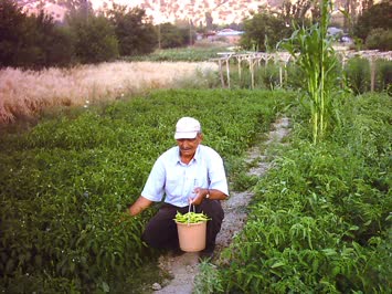 Biber Turşusu