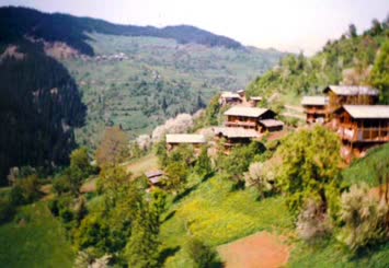 Hohlevi