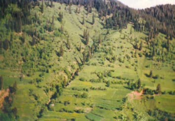 Hohlevi