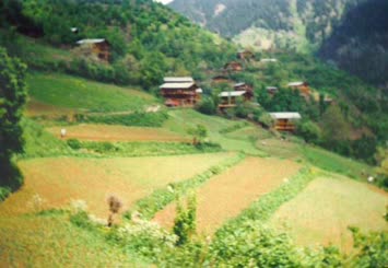 Hohlevi
