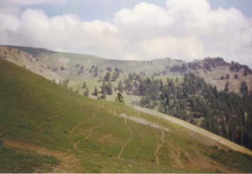 Hohlevi