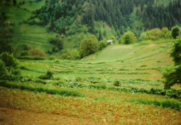 Hohlevi