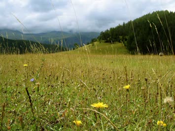 mirhinet